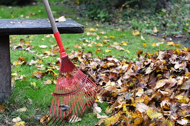 Imagem de rastelo apoiado em árvore, próximo de monte de folhas