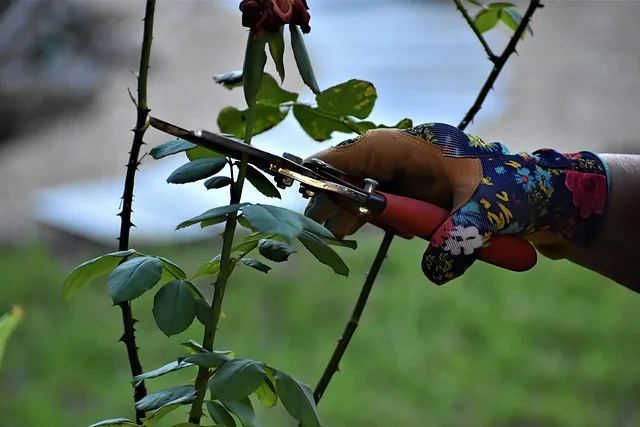 Imagem de pessoa com tesoura de poda, cortando galhos de roseira